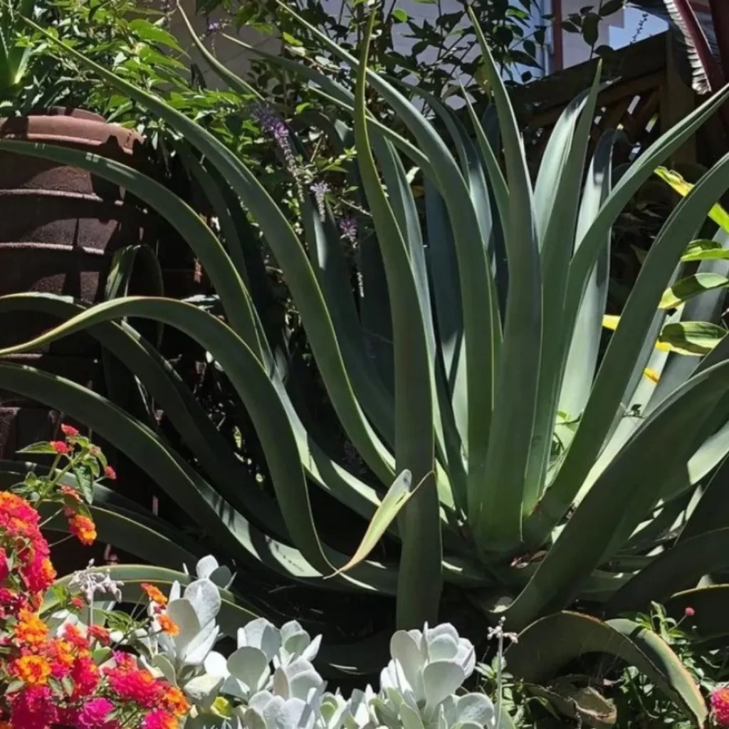 beneficios y propiedades del amole planta
