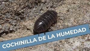 cochinillas de la humedad