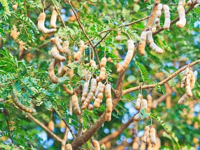¿Cuánto tiempo tarda en crecer el tamarindo?