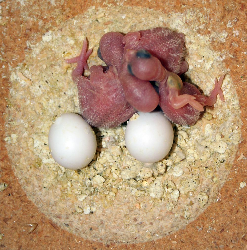 Crías recién nacidas y huevos de periquito australiano dentro del nido