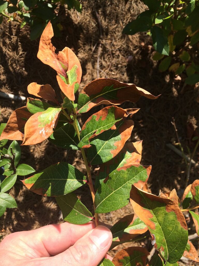 Hojas con bordes cafés y secos por exceso de fertilizante nitrogenado