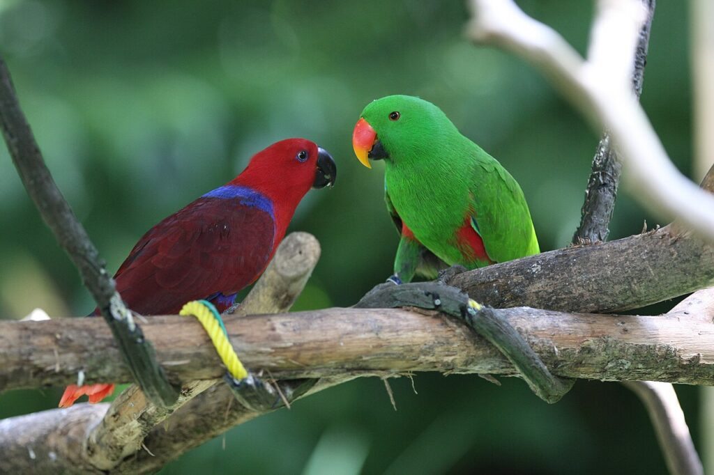 Pareja de loros ecléctus: macho verde y hembra roja con morado
