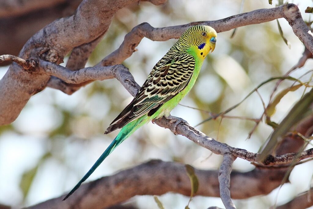 Periquito australiano macho verde con la cera azul sobre el pico